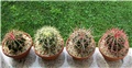 ferocactus